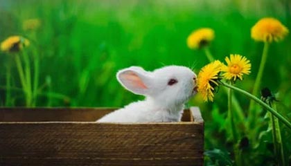 桐乡最新公积金卡提取现金方法app方法分析(最方便真实的桐乡公积金卡怎样从手机里取出来?方法)